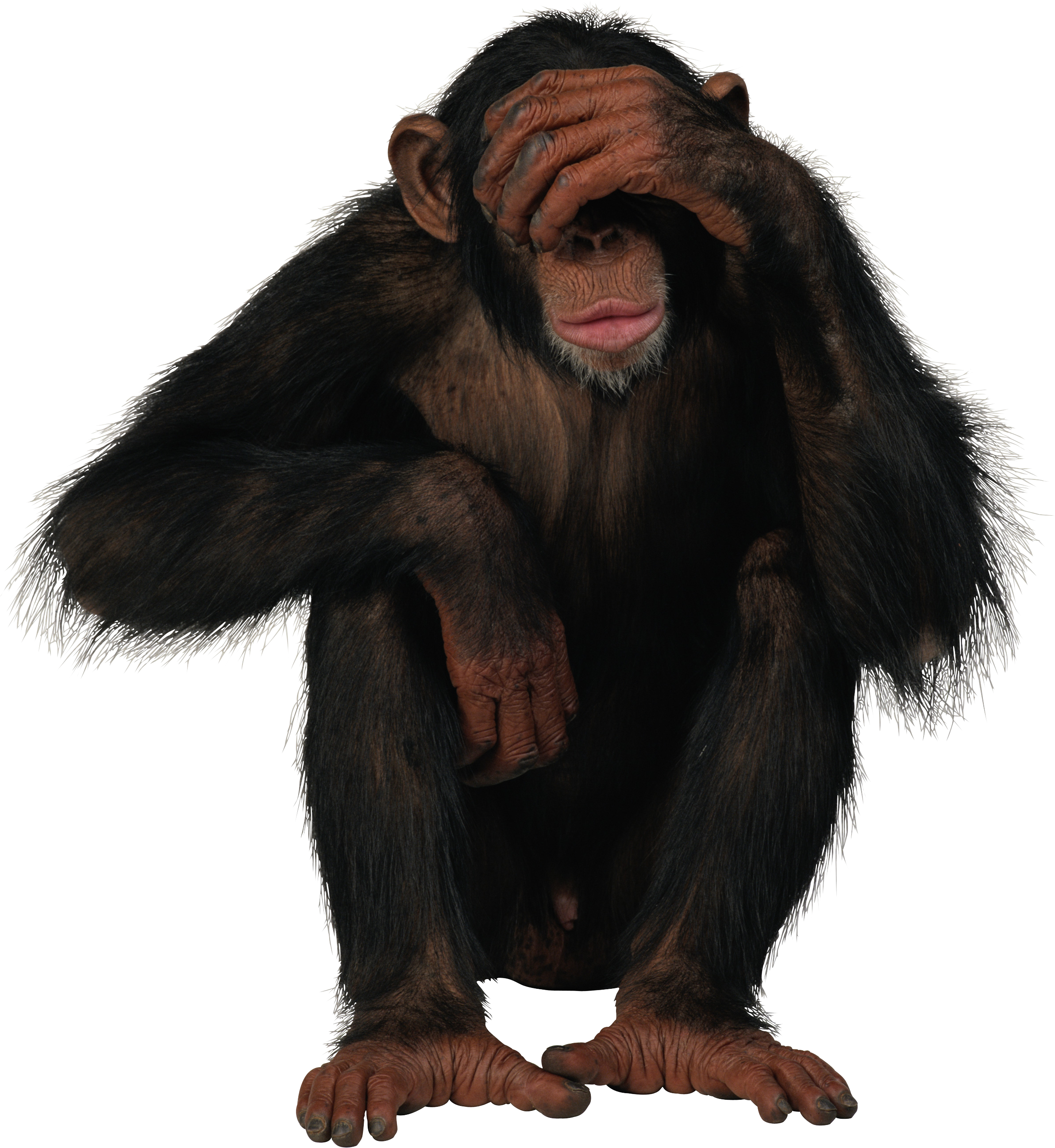 Monkey PNG images free download.