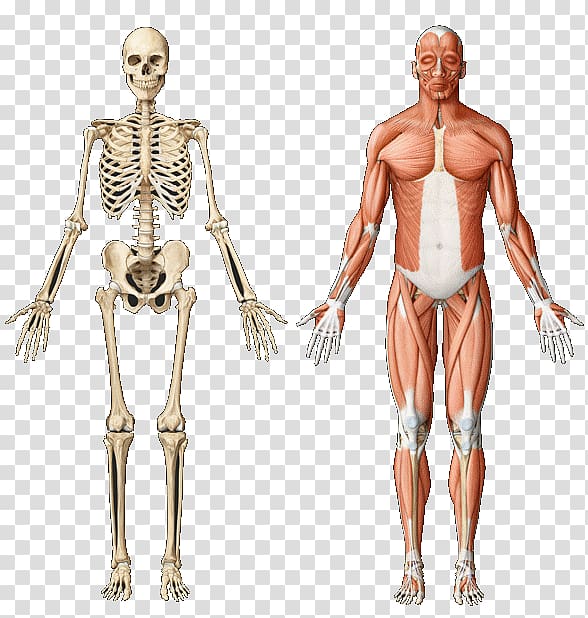 Skeletal muscle Anatomy Muscular system Human skeleton.