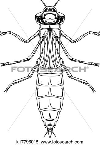 Clipart of A dragonfly nymph k17796015.