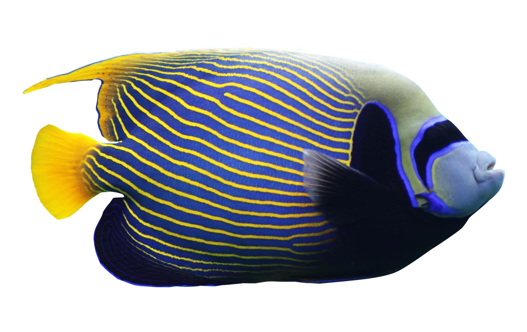 Angelfish PNG Image.