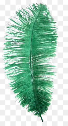 Ostrich Feather PNG.