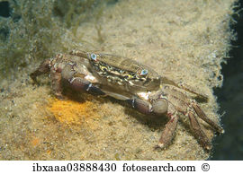 Pachygrapsus marmoratus Images and Stock Photos. 4 pachygrapsus.