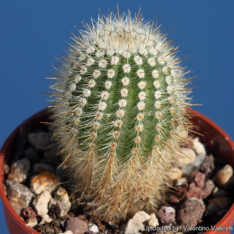 Parodia minima.