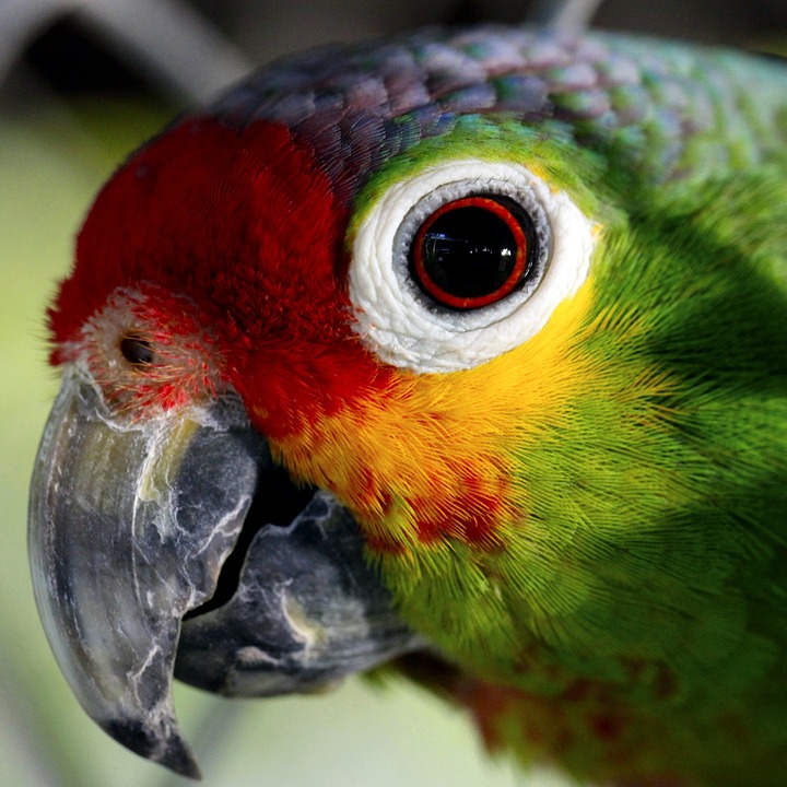 Free photo: Parrot, Ave, Captivity, Animals.