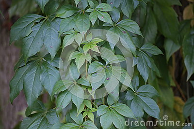 Parthenocissus Vitacea, Also Known As Thicket Creeper Stock Photo.