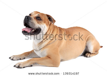 Ca De Bou (Mallorquin Mastiff, Mallorquin Bulldog, Perro Dogo.