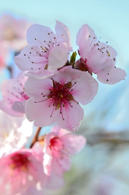 fiori di pesco, spring, colorful, color, bloom, pesco.