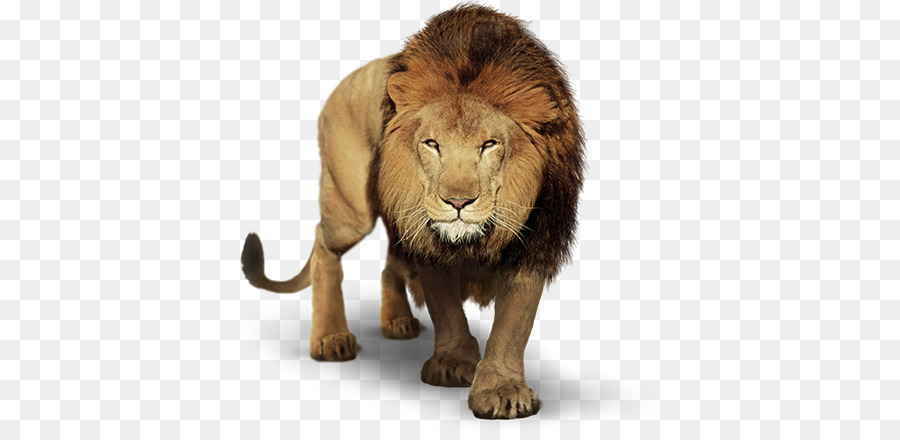 Lion Cartoon png download.