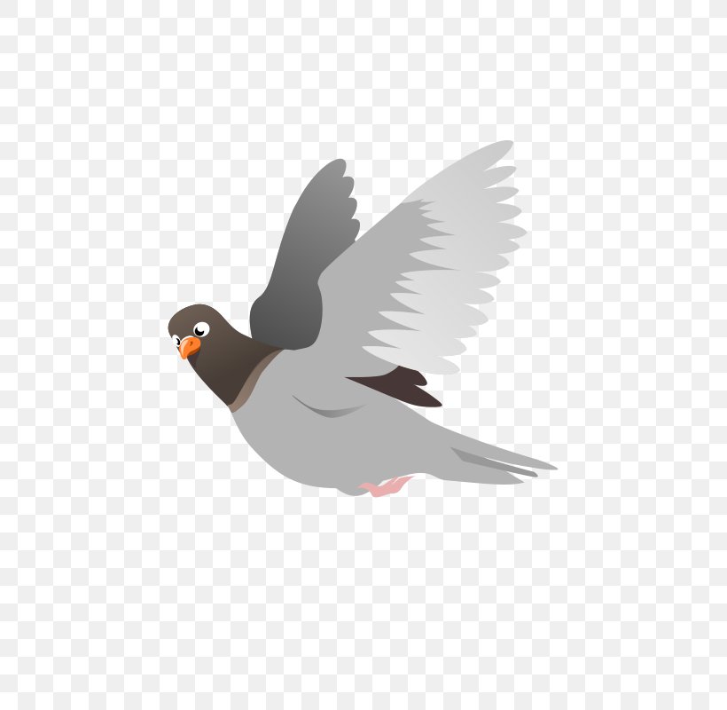 Domestic Pigeon Columbidae Flight Squab Clip Art, PNG.