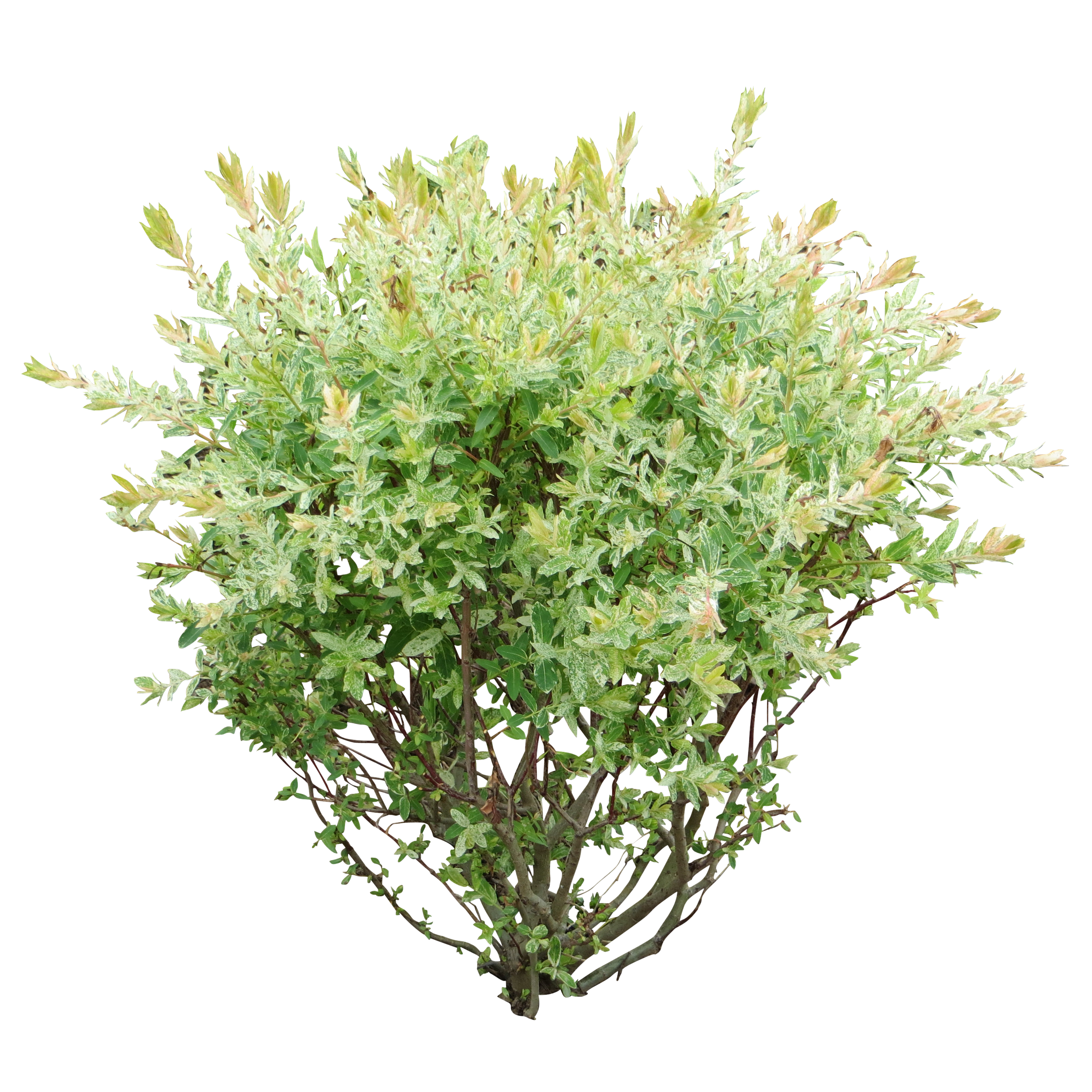 Bushes PNG images free download, bush PNG.