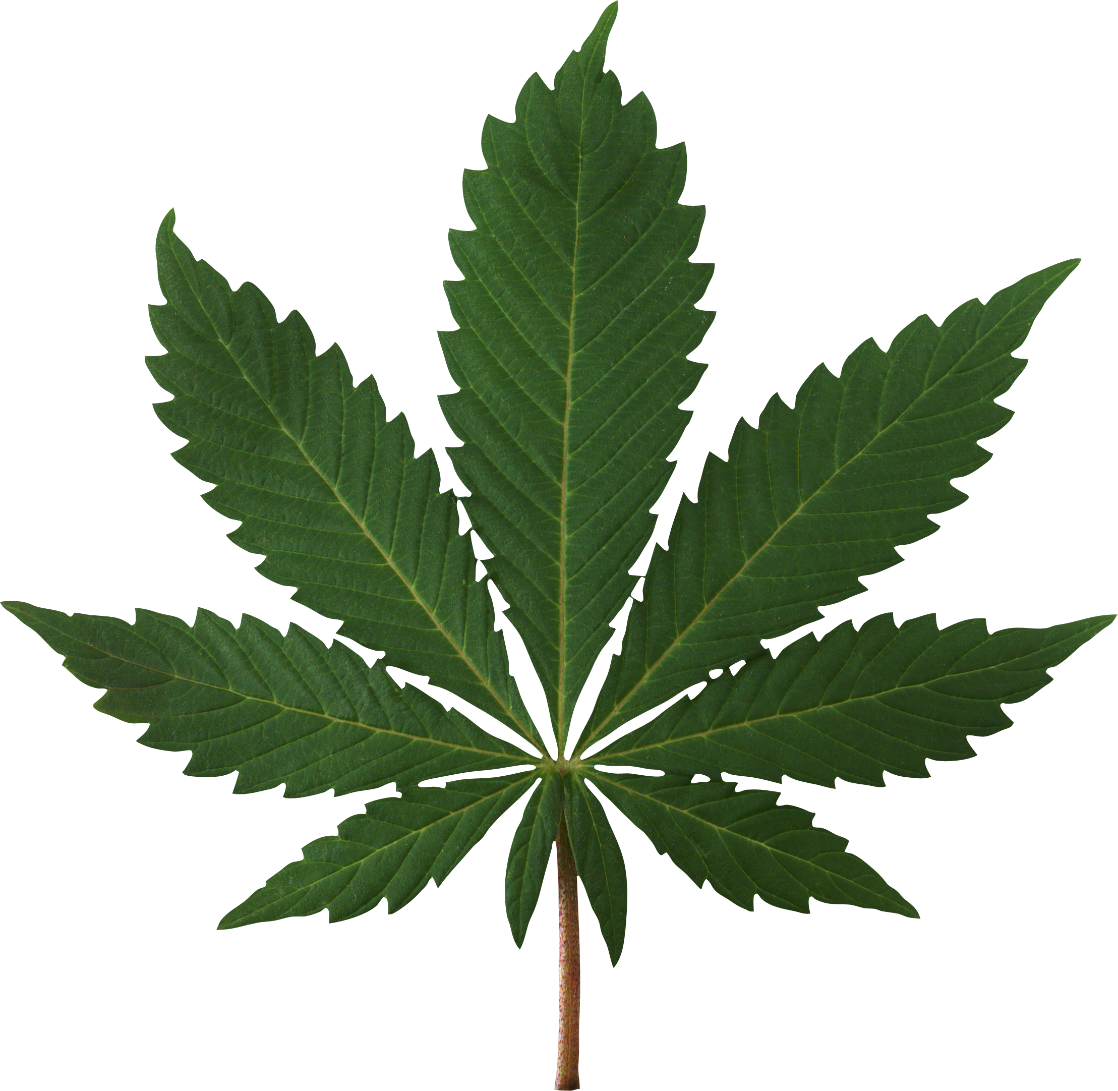 Cannabis Leaf PNG Image.