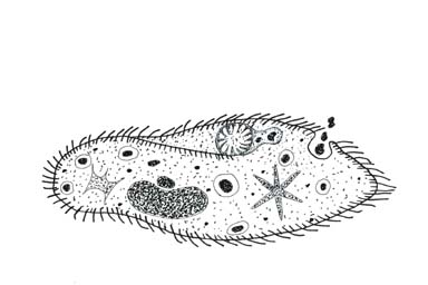 Cells, Protists and Cell Theory.