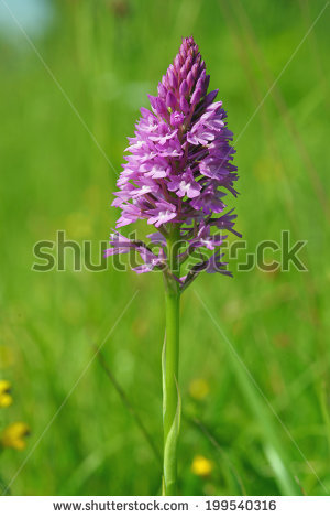 Pyramidal orchid Stock Photos, Images, & Pictures.