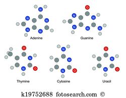 Pyrimidine Clip Art EPS Images. 31 pyrimidine clipart vector.