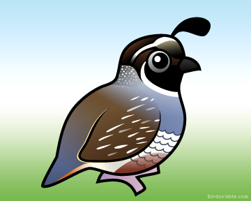 Cute California Quail by Birdorable < Meet the Birds.