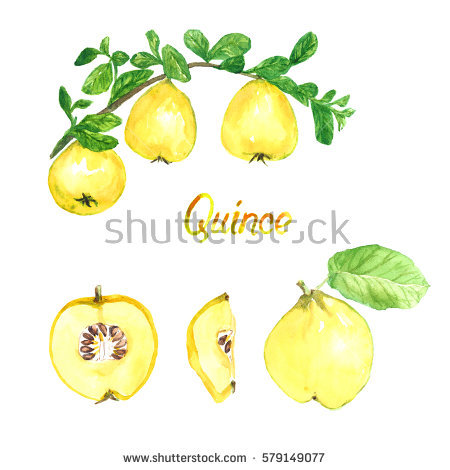 Quinces Orchard Stock Images, Royalty.