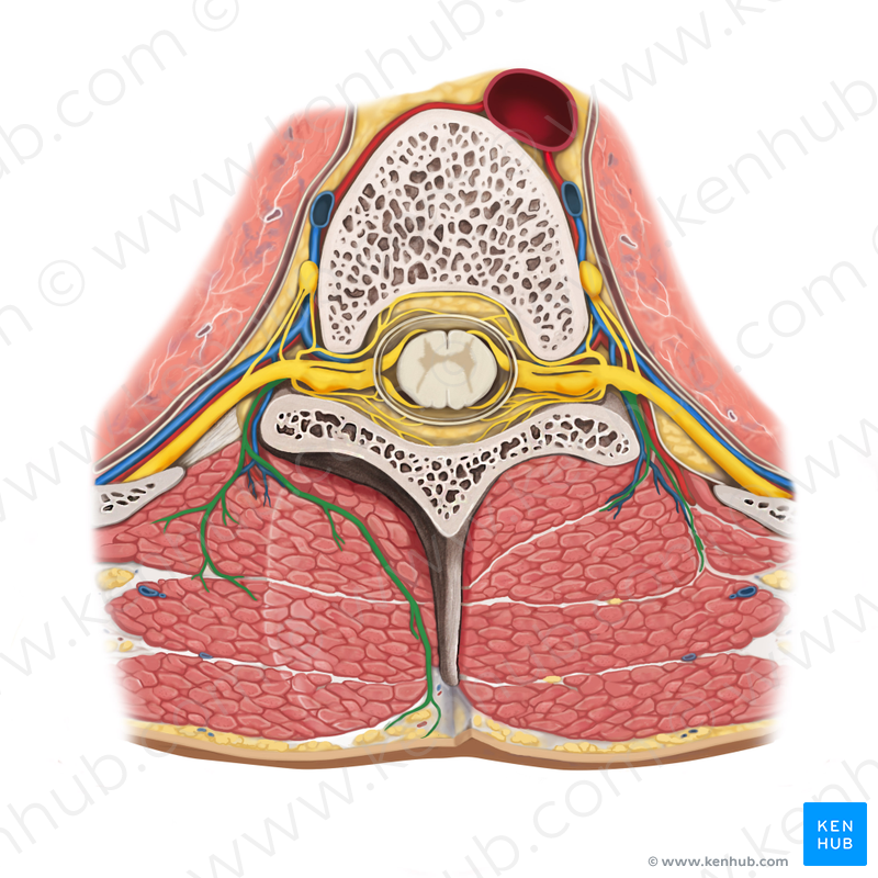 Posterior ramus of spinal nerve (Ramus posterior nervi spinalis.