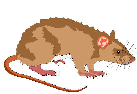 Rat Clipart.