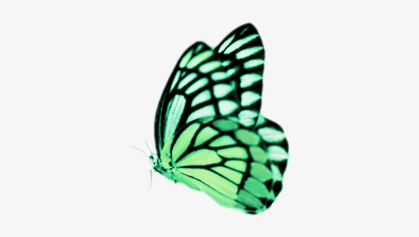 Real Butterflies Png Real Butterfly Png Real Butterfly.