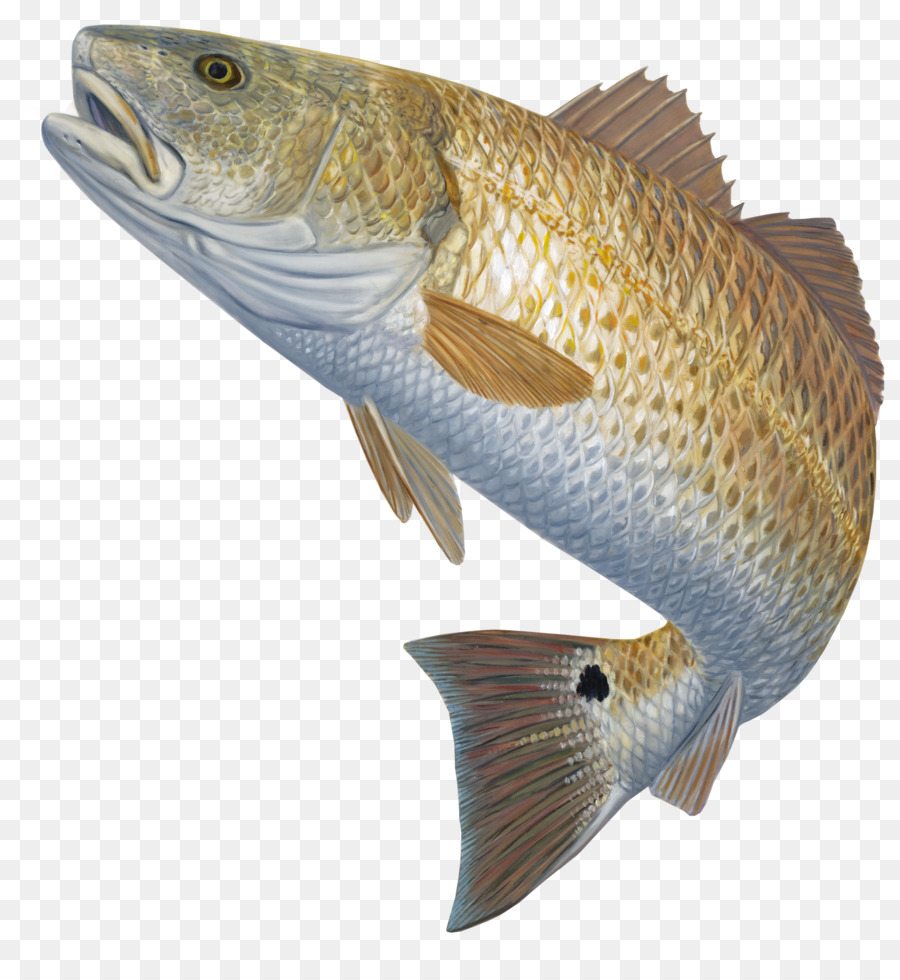 Fishing Cartoon clipart.