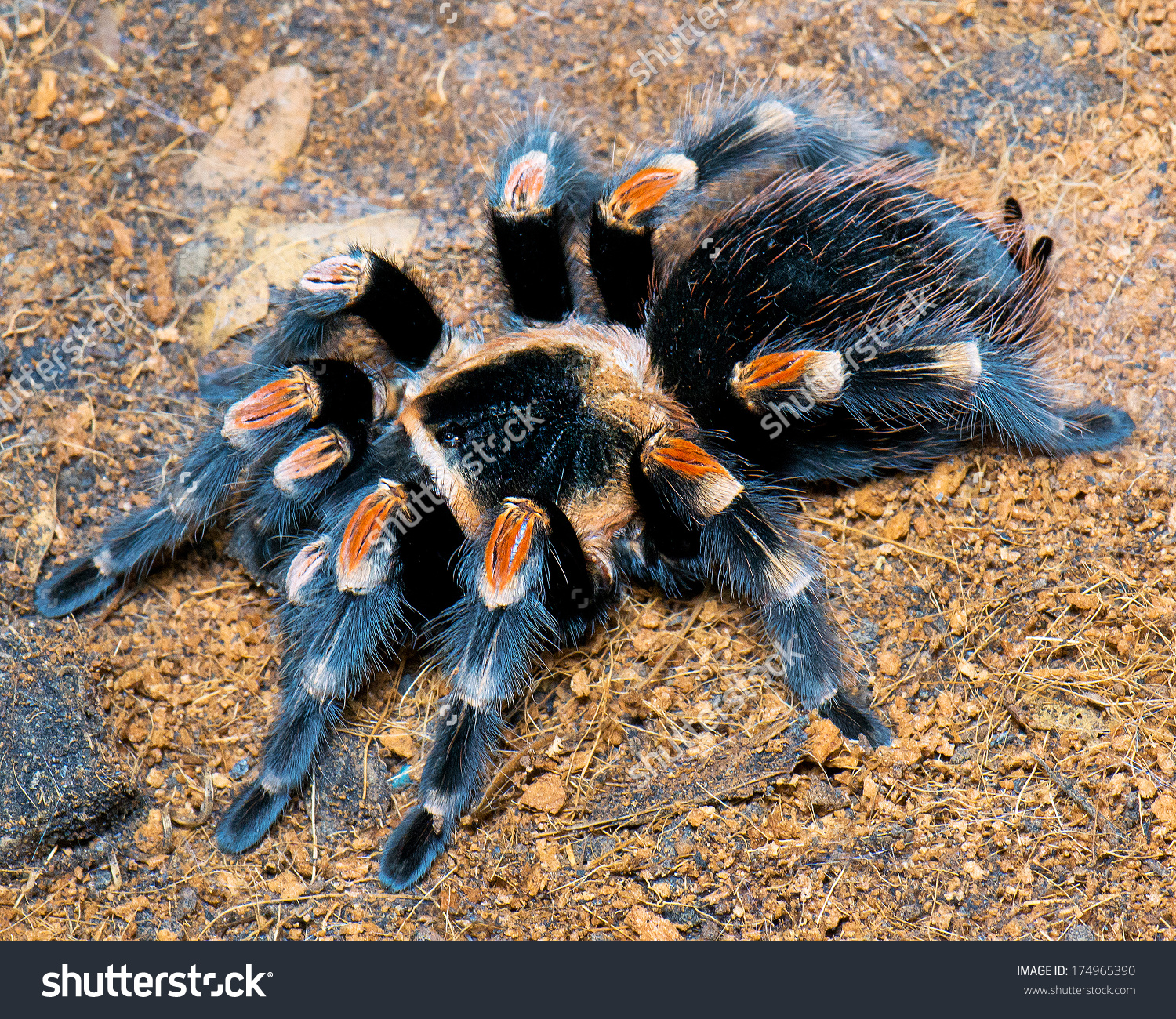 Closeup Mexican Red Knee Tarantula Euathlus Stock Photo 174965390.