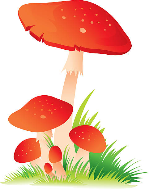 Background Of The Red Poisonous Mushrooms Clip Art, Vector Images.