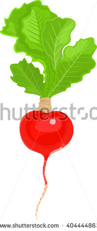 Vector Illustration Red Radish Plant Roots Stock Vector 511008268.