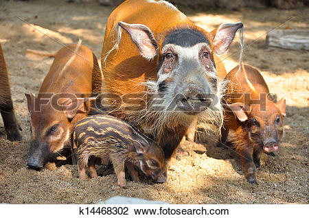 Clip Art of Red river hog k14468302.