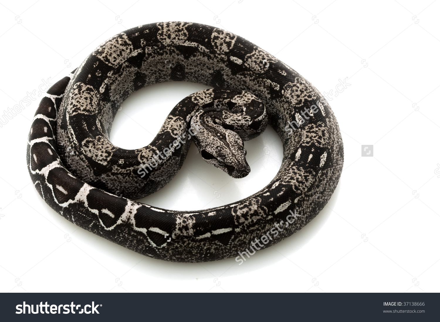 Anerythristic Columbian Redtailed Boa Boa Constrictor Stock Photo.