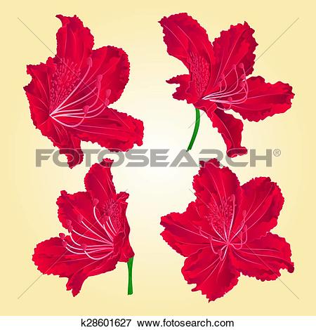 Clip Art of Red rhododendrons vector.eps k28601627.