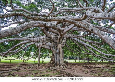 Botanical Garden Stock Photos, Royalty.