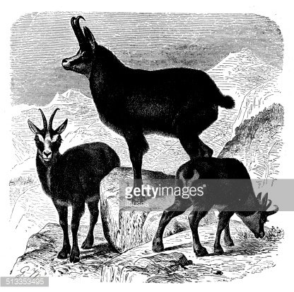 Antique Illustration of Chamois (rupicapra Rupicapra) premium.