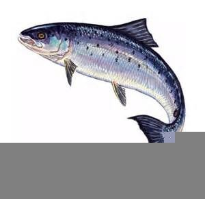 Leaping Salmon Clipart.