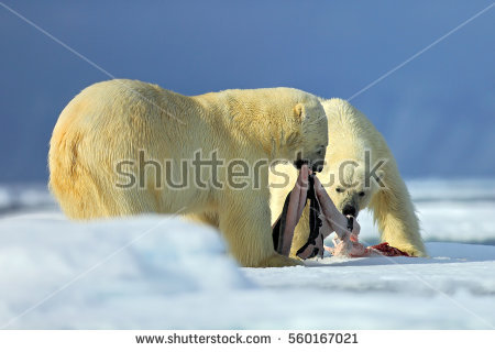 Pelts Stock Photos, Royalty.