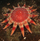 Stock Photo of Anglerfish (Lophius Piscatorius). Eye detail. St.