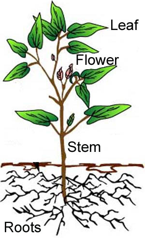 Parts Of A Plant For Kids.