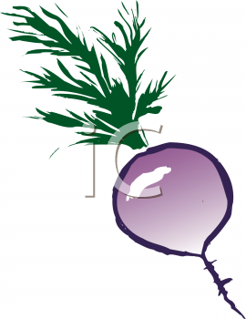 Clipart Turnip.