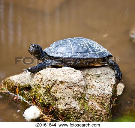 Stock Photo of Turtle small on a stone in a pond k20161644.