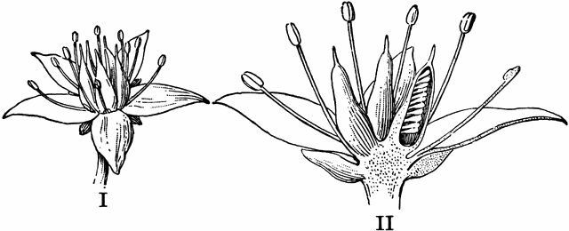 Stonecrop Flower.