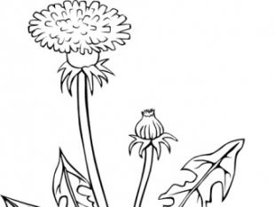 Ku Taraxacum Officinale Outline clip art.