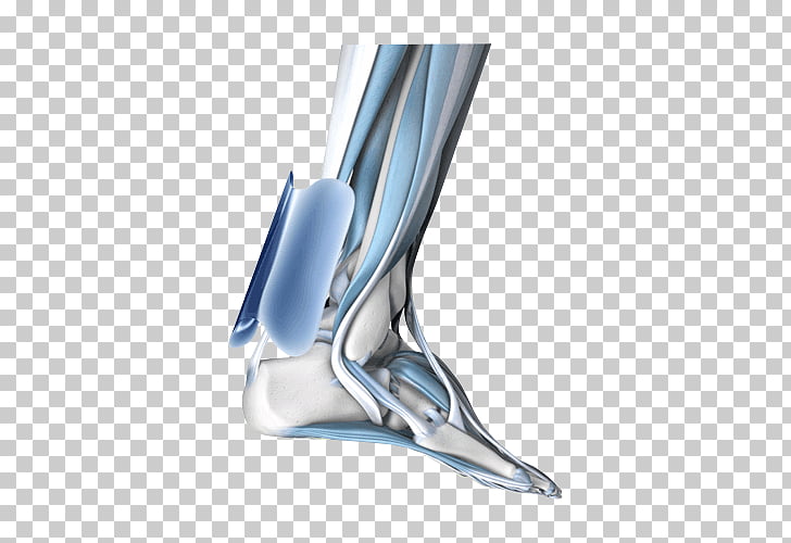 Achilles tendon Achilles tendinitis Bauerfeind, tendon PNG.