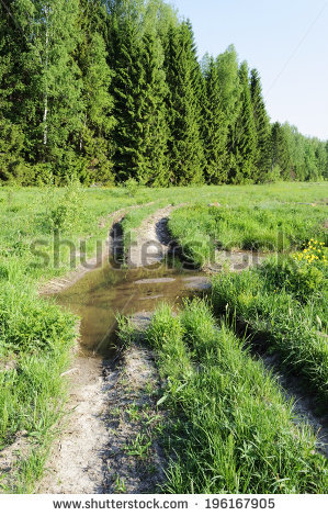 View Coniferous Forest Edge Spring Time Stock Photo 51175243.