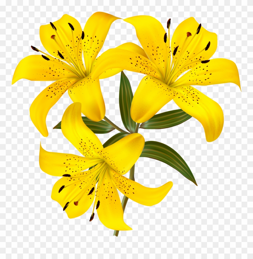 Yellow Lilies Png Clipart Picture Gallery Yopriceville.