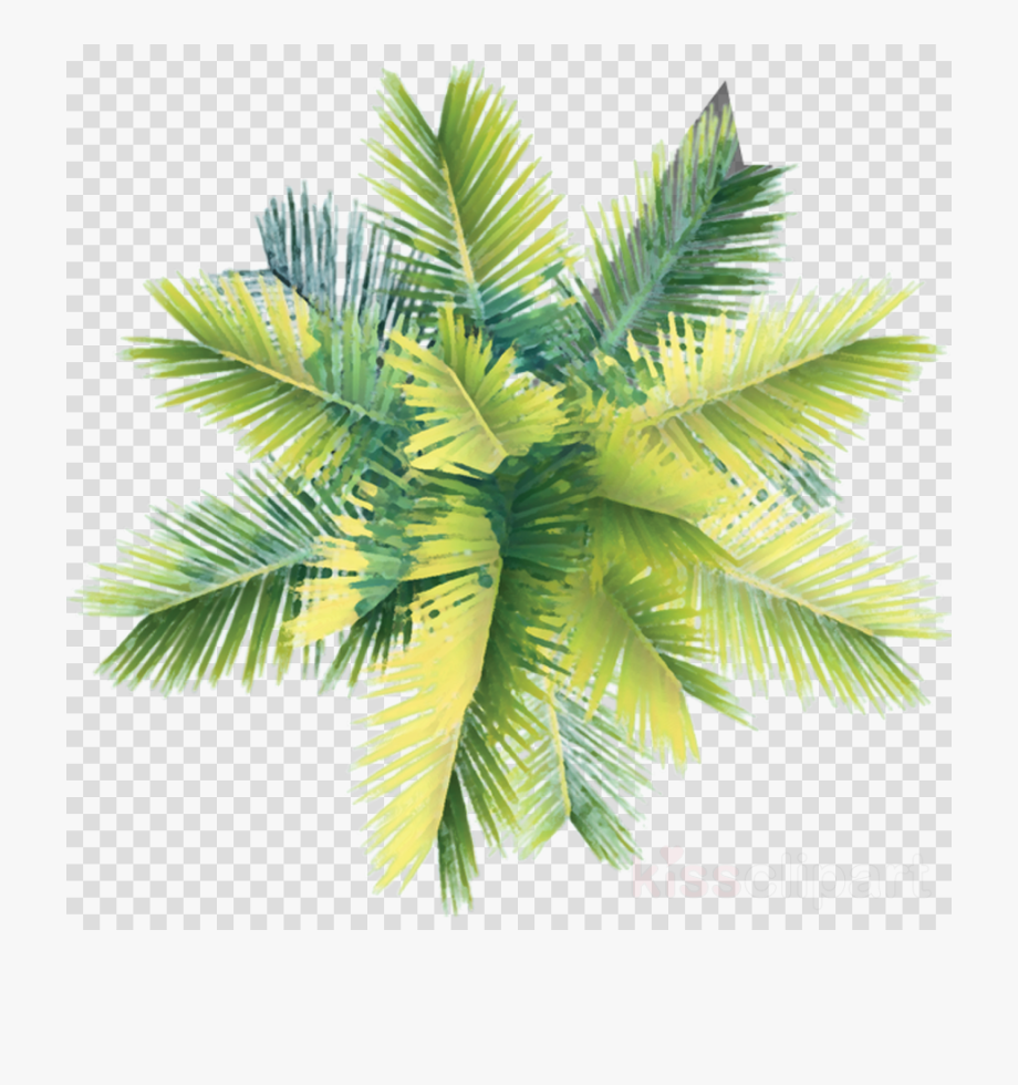 Trees Png Plan.