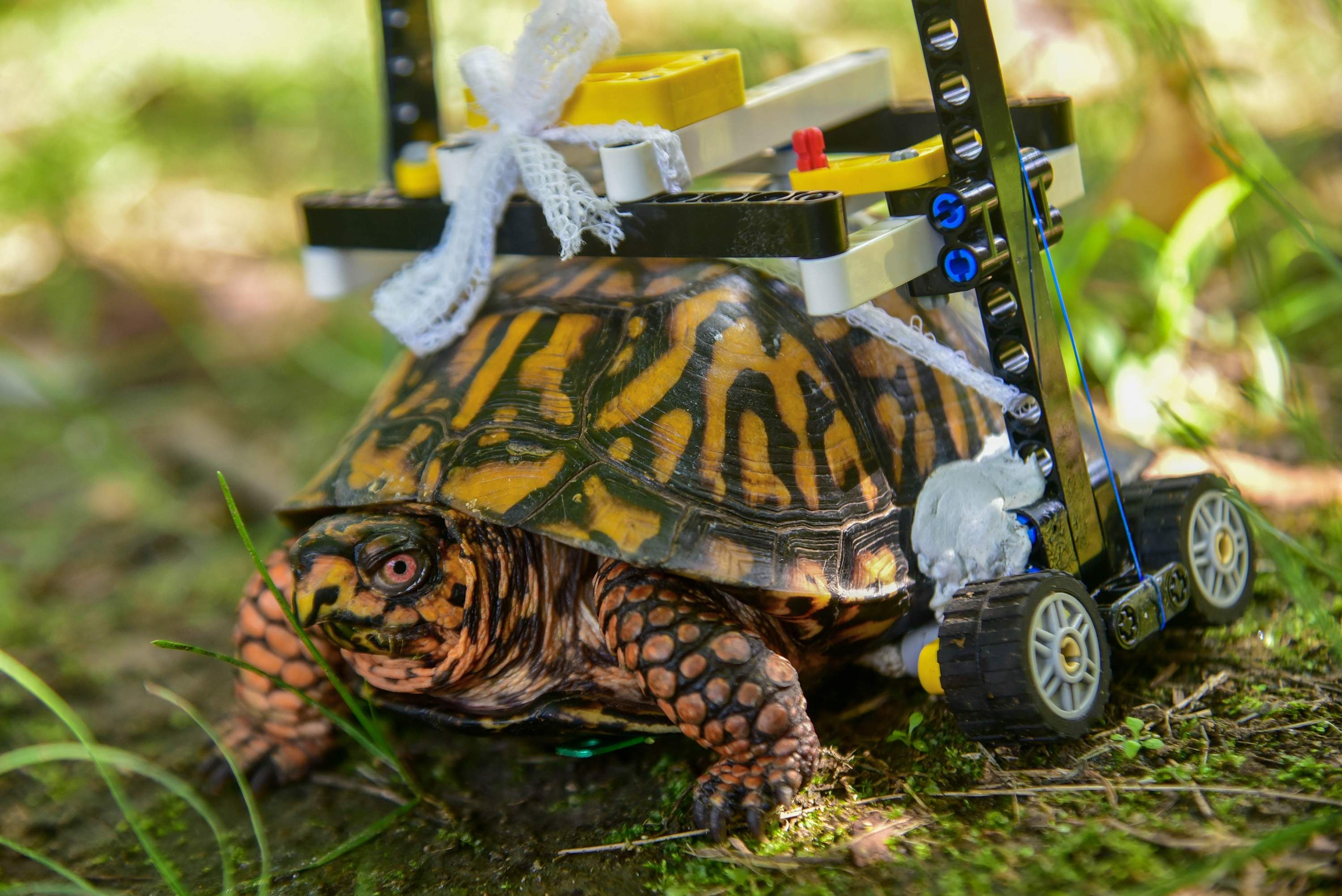 What has four LEGOs and crawls? Maryland box turtle takes.