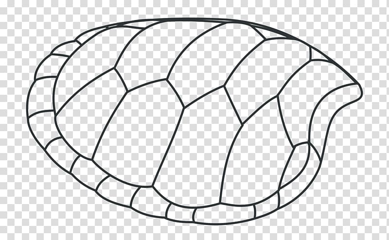 Turtle shell Drawing Tortoise , Green Shells transparent.