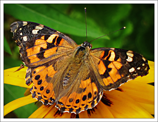 Painted Lady.