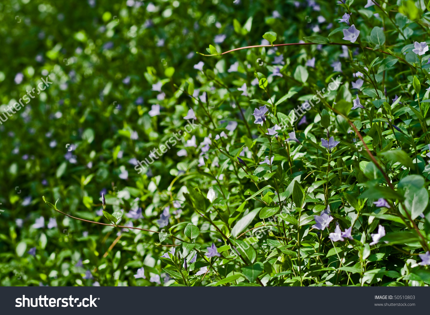 A Fresh Beautiful Bush Of Vinca Major (Apocynaceae Family.