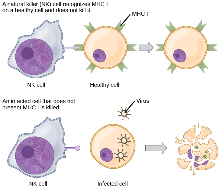 Adaptive Immune Response.