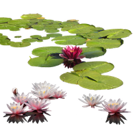 Download Water Lily Free PNG photo images and clipart.